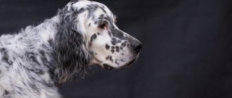 Key facts about the English Setter