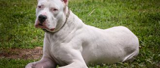 Key facts about the Dogo Argentino