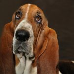 Key facts about the Basset Hound