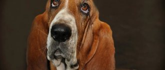 Key facts about the Basset Hound