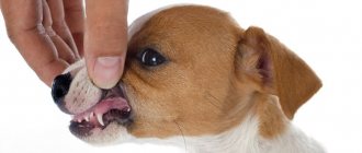 When does a Jack Russell&#39;s teeth change?