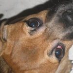 Конъюнктивит-глаз-у-собак-Причины-симптомы-виды-и-лечение-конъюнктивита-у-собак-6