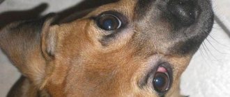 Конъюнктивит-глаз-у-собак-Причины-симптомы-виды-и-лечение-конъюнктивита-у-собак-6