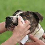 Конъюнктивит у собак: лечение в домашних условиях, симптомы и разновидности, профилактика болезни