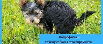 копрофагия, почему собака ест экскременты