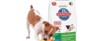 Hill&#39;s dog food - main characteristics of dry and wet food, manufacturer&#39;s line