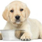 pedigri food for puppies reviews