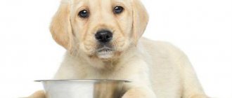 pedigri food for puppies reviews