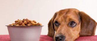 It is necessary to feed your pet with high-quality food