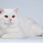 Shorthair white British cat