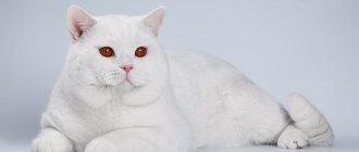 Короткошерстный белый британский кот