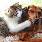 Котенок и собака друзья на веке