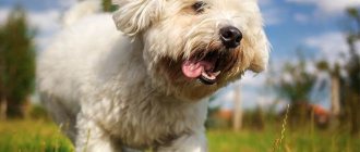 Coton de Tulear-dog-Description-features-types-care-and-price-breed-9