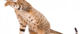 Beautiful Serengeti cat