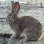 Rabbit-breed-Flanders-Description-features-care-and-maintenance-2