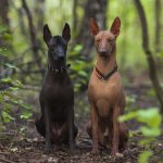 Xoloitzcuintle - description and characteristics of the breed