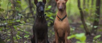 Xoloitzcuintle - description and characteristics of the breed