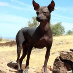 Xoloitzcuintle - description, history and breed standard, character and color features