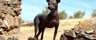 Xoloitzcuintle - description, history and breed standard, character and color features