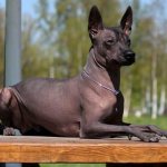 Xoloitzcuintle-dog-Description-features-types-care-and-price-breeds-2