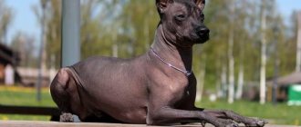 Xoloitzcuintle-dog-Description-features-types-care-and-price-breeds-2