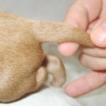 Tail docking in dogs: puppy, adult dog, features and price of the procedure