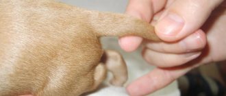 Tail docking in dogs: puppy, adult dog, features and price of the procedure
