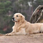 Labrador - breed characteristics, standards, description, photo.