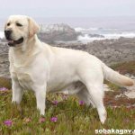 Labrador-retriever-dog-Description-features-care-and-price-of-Labrador-retriever-5