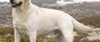 Лабрадор-ретривер-собака-Описание-особенности-уход-и-цена-лабрадора-ретривера-5