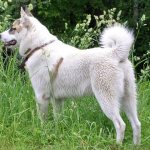 Laika - description of the hunting breed: dog appearance, character, proper maintenance and care