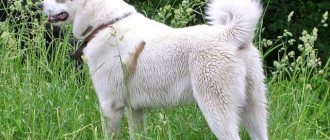 Лайка – описание охотничьей породы: внешний вид собаки, характер, правильное содержание и уход