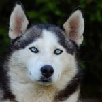 Laika – dog, breed or term, types of huskies, colors, upbringing.