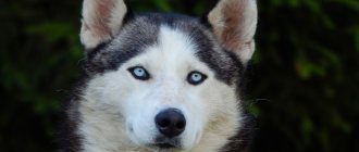Laika – dog, breed or term, types of huskies, colors, upbringing.