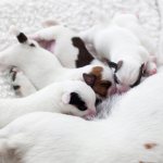 lactation, or milk production in dogs