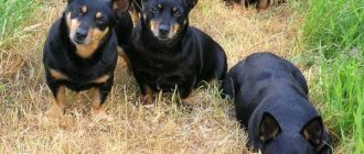 Ланкаширский-хилер-собака-Описание-характер-особенности-уход-и-цена-породы-4