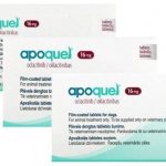 Treating itching and allergies in dogs with Apoquel