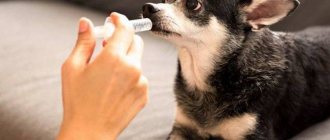 Medicine Propalin will help cure urinary incontinence in dogs