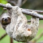 sloth on the tree