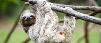 sloth on the tree