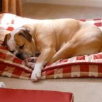 DIY dog bed: 9 great ideas