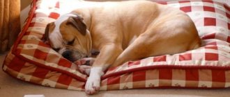 DIY dog bed: 9 great ideas