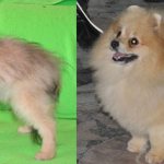 Pomeranian shedding: before and after photos.