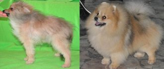 Pomeranian shedding: before and after photos.