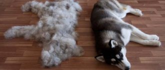 Shedding in dogs