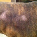 Ringworm in dogs: types and how to treat