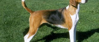 Fox hound