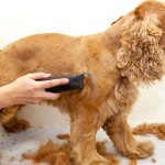 The best dog clippers