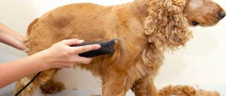 The best dog clippers