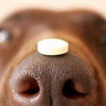 The best dewormers for dogs